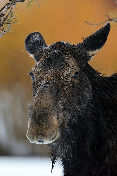 Moose * Alces alces *, headshot of an adult female by wunderbare Erde