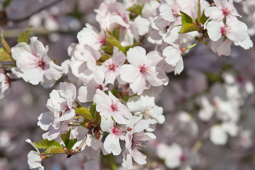 Bunte Frühlingsblüte in der Sonne von Jolanda de Jong-Jansen