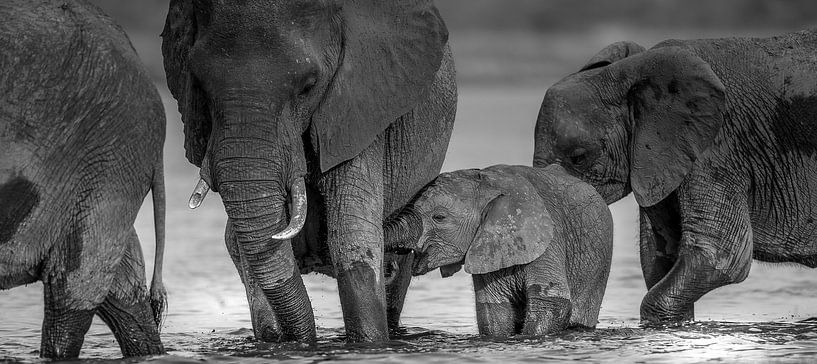 Une enfance insouciante ! par Robert Kok