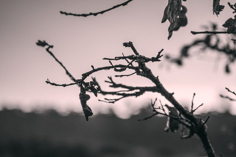 Leaf Art Macro Photography Black and White by Marc van den Elzen