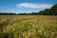 Mohnblumen in einem Feld mit Mais