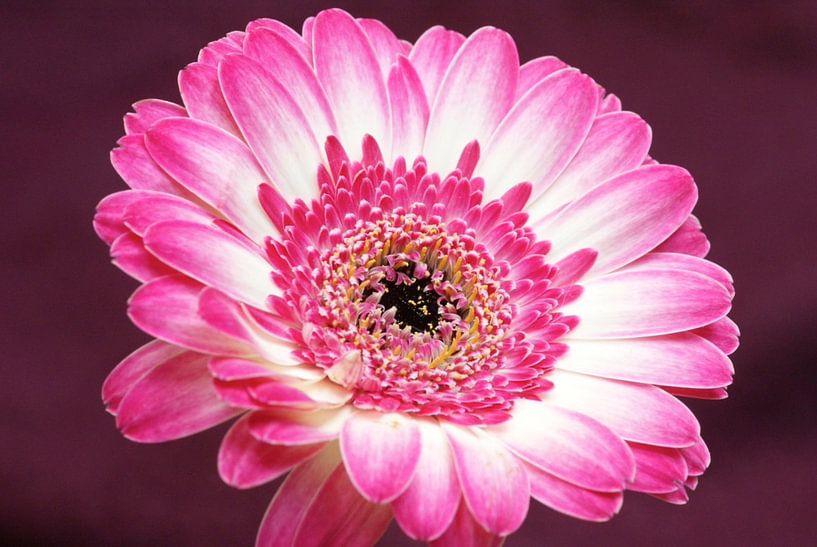 Rosa Gerbera 2 von Arjette