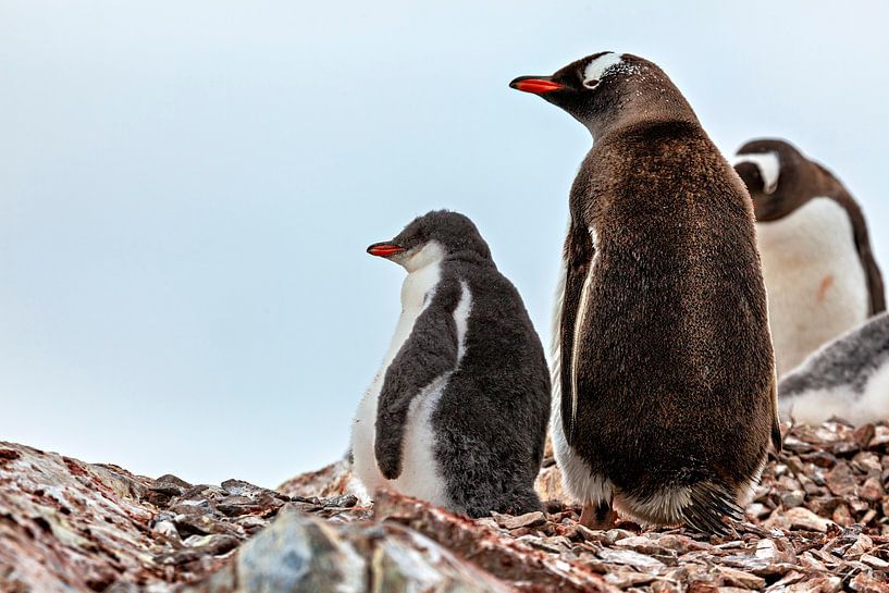 Die Eselspinguine der Antarktis von Roland Brack