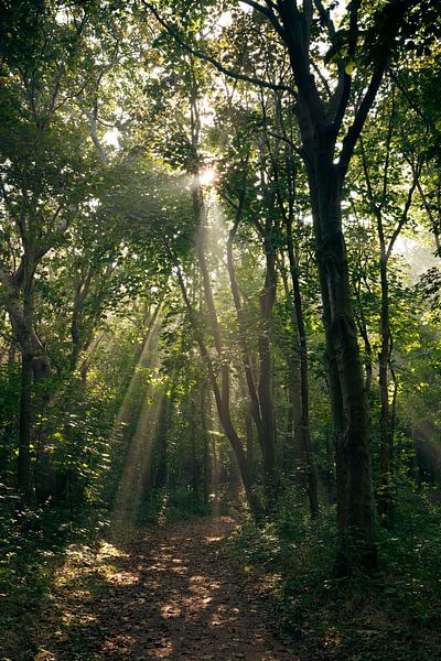 Sunbeams in the forest by Anouschka Hendriks