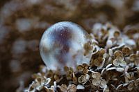 Bulle de savon d'hiver