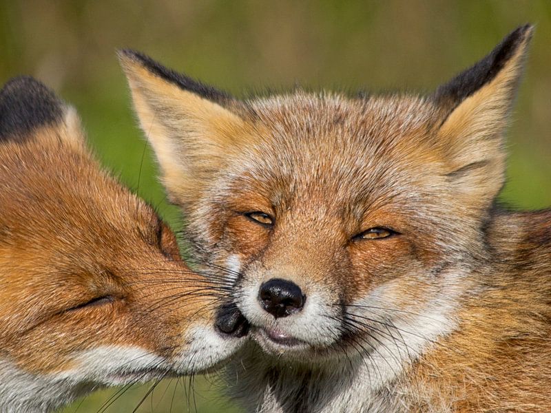 Vossenkus par Esther Bakker-van Aalderen