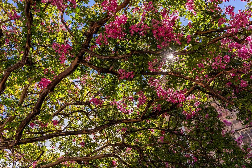 Tree branches with pink blossom and sunbeams by Dafne Vos
