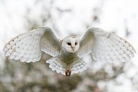 Schleiereule fliegt in einem Obstgarten mit der Blüte im Hintergrund
