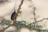 Weaver beetle