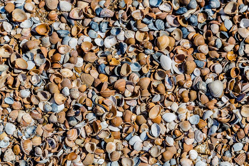 Shells by Fotografie Jeronimo