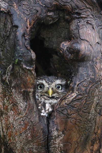 Little Owl (Athene noctua) by Ronald Pol