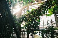 Soleil matinal dans la serre du jardin botanique