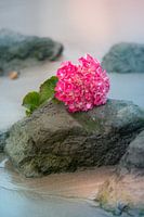 Hydrangea flower on boulder