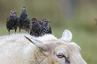 kontaktfreudige Stare