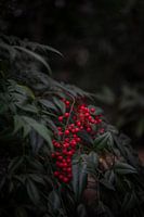 Œuvres d'art vivantes : focus sur la magie des plantes