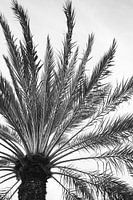 Palmier Curaçao noir et blanc