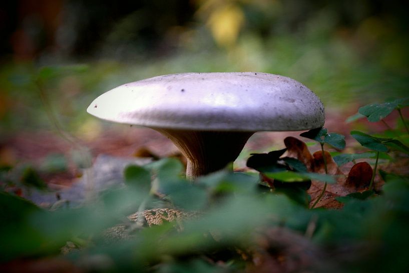 Veluws pracht by Sabine Witteveen