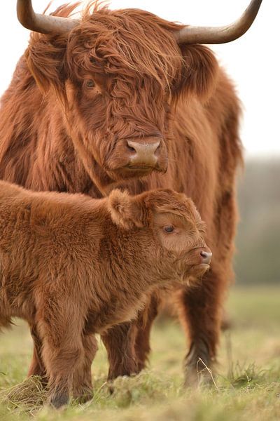 Schottische Hochlandmutter mit Kalb von Sascha van Dam
