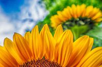 Die Schönheit der Natur.