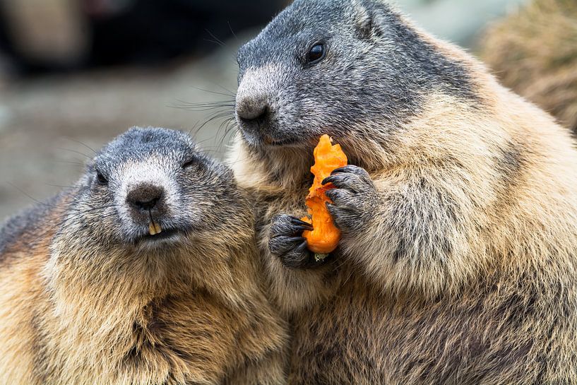 Marmots by Alena Holtz