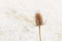 Rough thistle against soft reed background