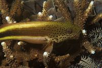 Vis rust op hard koraal