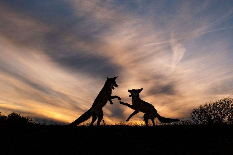 high five! van Pim Leijen
