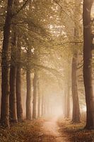 Nebliger Wald in Ommen