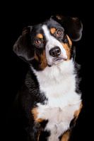 Miko, onze 3-jarige Entlebucher Sennenhond