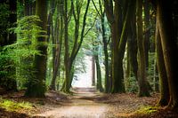 A calming path through the forest