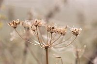kandelaar van de natuur