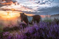 Der Himmel auf Erden