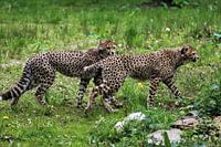 Twee jachtluipaard jongen