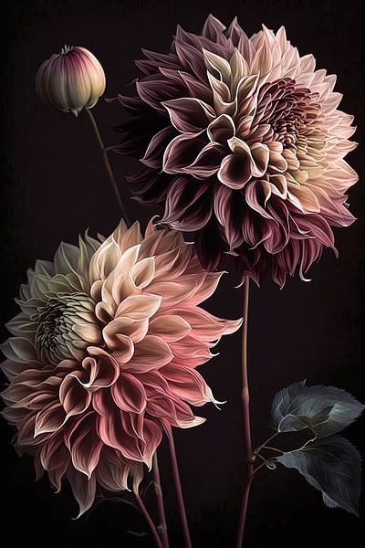 Dahlias against black background by Vlindertuin-Art