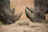 2 neuzen van neushoorns bij elkaar