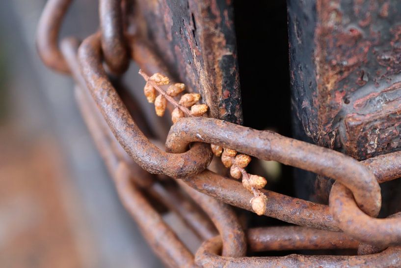 rostige Kette mit Zweig von Martijn van Doorn