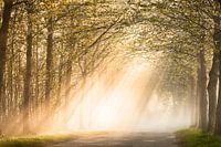 Schlossallee Schloss Wijnendale