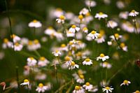 Camomille en gros plan