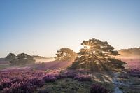 Sonnenaufgang auf der schönen violett blühenden Heidelandschaft