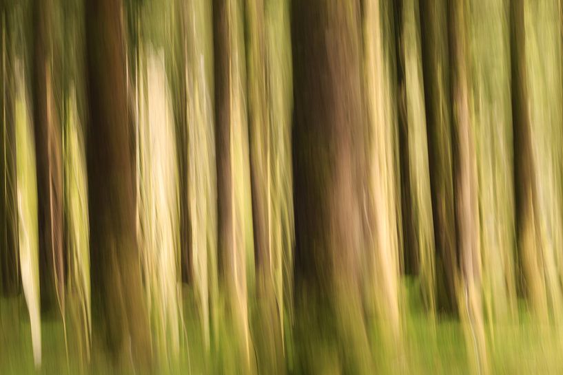 Abstract Forest ICM by Licht! Fotografie
