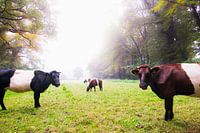 Des vaches dans le brouillard