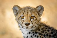 Bildnis Gepard / Gepard