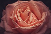 Roze roos in schaduw