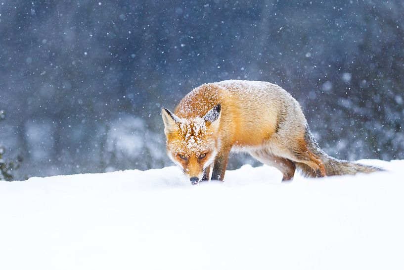 renard roux dans la neige par Pim Leijen