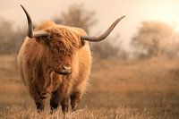 Highlander écossais