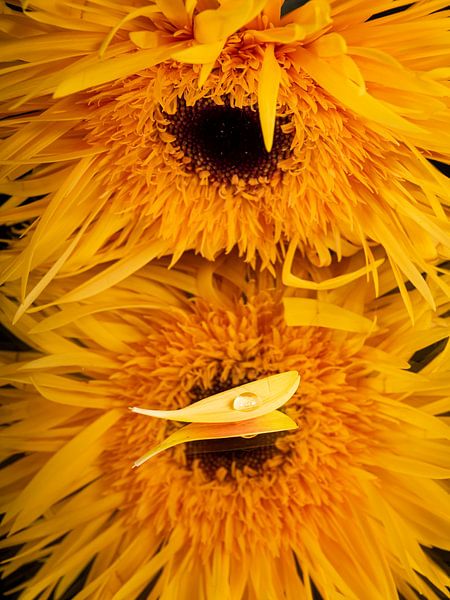 &quot;Seemannsblatt&quot; mit gelben Gerbera-Tropfen von Marjolijn van den Berg