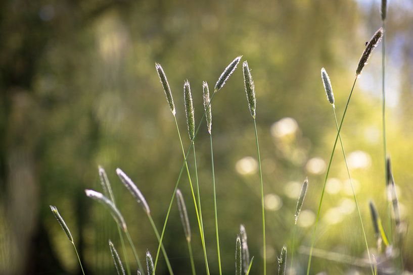 kind of corn on the waterfront plant with bokeh by Frank Ketelaar