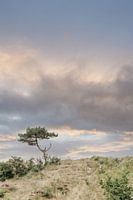Boompje van Hee, Terschelling