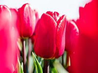 Rote Tulpe Nahaufnahme