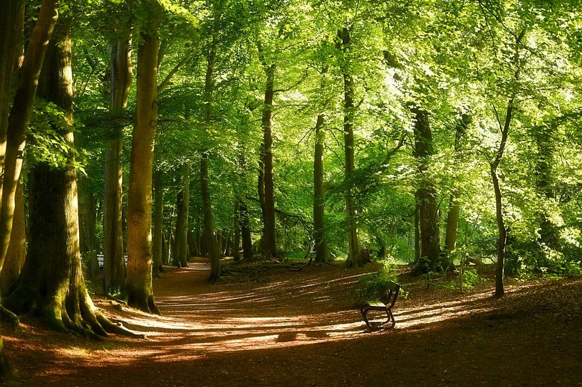 Märchenwald von PhoYographs